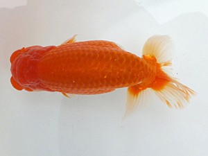 観魚会　二歳会　西大関　足立区　村上孝彦　「志ん友」