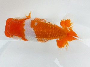 観魚会　二歳会　立行司　荒川区　高地成弥　「美月」