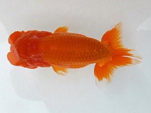 観魚会　二歳会　取締一　川崎　安田英一　「英心」