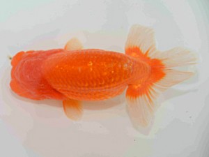 好鱗会　二歳会　一位　森相　優