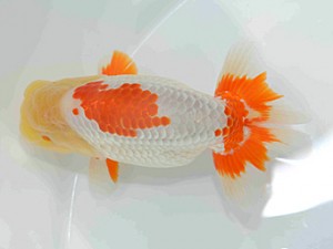 好鱗会　二歳会　三位　佐藤徳正