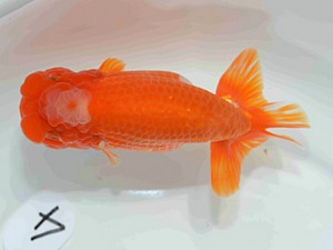 好鱗会　二歳会　四位　加納力一