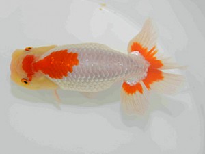 好鱗会　二歳会　五位　丸山克昌