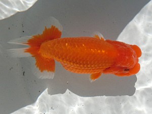 桑名愛錦会　二歳会　2席　あま市　川口功 