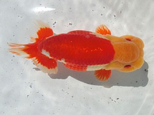 桑名愛錦会　二歳会　3席　西尾市　目時勝太郎