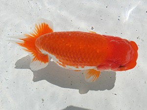 桑名愛錦会　二歳会　4席　名古屋市　高須一三