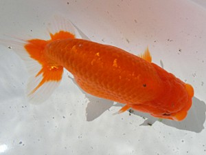 桑名愛錦会　二歳会　5席　安城市　市村正直