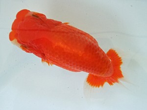 遠錦会　二歳会　東大関　根木清次（浜松市）　