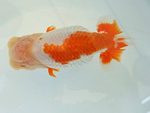 遠錦会　二歳会　西大関　花島利明（磐田市）