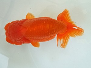 遠錦会　二歳会　立行司　鈴木克己（浜松市）