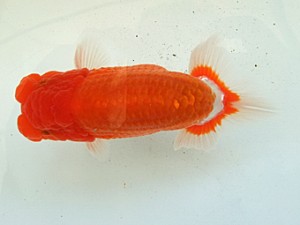 遠錦会　二歳会　東取締　鈴木和男（浜松市）