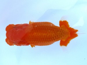 観栄らんちう会　二歳会　東大関　松田　勝