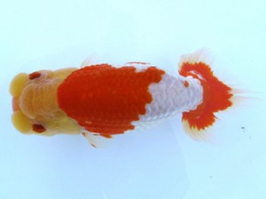 観栄らんちう会　二歳会　西大関　川合実次