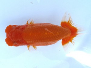 観栄らんちう会　二歳会　立行司　稲村俊明