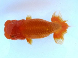 観栄らんちう会　二歳会　取締二　御手洗逸夫