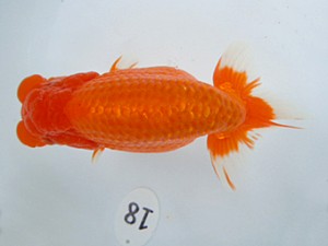 観友らんちう会　二歳会　東大関　渡邉欣弥　つがる市