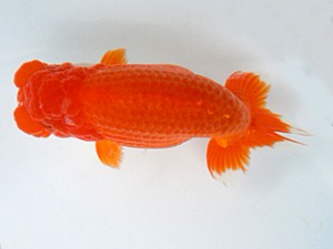 観友らんちう会　二歳会　取締一　近江谷　潤　青森市