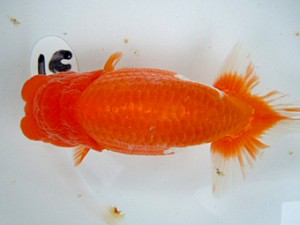 観友らんちう会　二歳会　取締二　和田喜代志　青森市