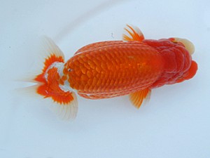 錦蘭会　春季品評大会　東大関　西賀一郎　豊中