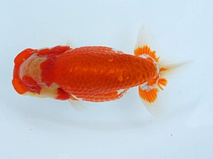 錦蘭会　春季品評大会　西大関　宮崎　豊　大阪