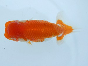 錦蘭会　春季品評大会　立行司　岡本　均　福知山