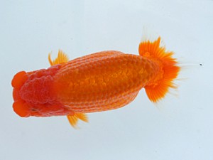 錦蘭会　春季品評大会　取締一　徳力洋一　枚方