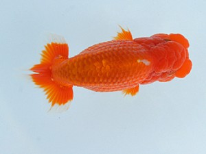 錦蘭会　春季品評大会　東大関　辻　敏秋　那智勝浦