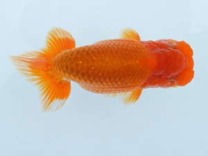 錦蘭会　春季品評大会　立行司　猪尾正紀　宍粟