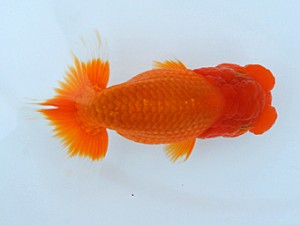 錦蘭会　春季品評大会　取締一　濱田英明　那智勝浦