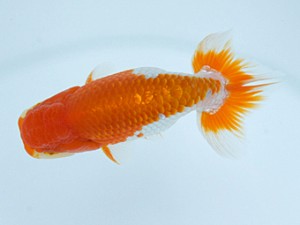 錦蘭会　春季品評大会　取締二　山下謙三　兵庫