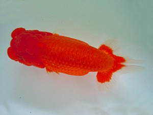 宮城伊達・山形らんちう会合同二歳会　東大関　松田　勝　仙台市