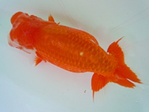 宮城伊達・山形らんちう会合同二歳会　西大関　松田　勝　仙台市