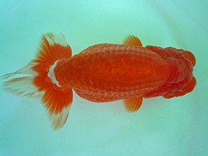 宮城伊達・山形らんちう会合同二歳会　立行司　田中孝俊　青森