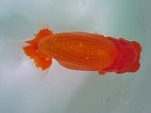 宮城伊達・山形らんちう会合同二歳会　取締一　黒はばき浩之　福島