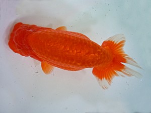 宮城伊達・山形らんちう会合同二歳会　取締二　小林一仁　福島