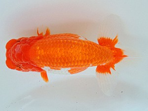 尾張優魚会　二歳会　東大関　山田芳人　清須