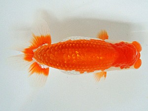 尾張優魚会　二歳会　西大関　近藤憲正　あま