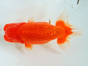 尾張優魚会　二歳会　立行司　杉本俊幸　碧南