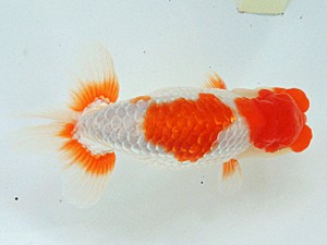 尾張優魚会　二歳会　東取締　山田重夫　津島