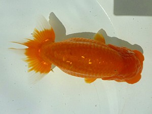 楽友らんちう会　二歳会　東大関　山田隆夫