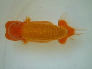 楽友らんちう会　二歳会　西大関　稲村俊明