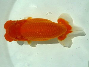 楽友らんちう会　二歳会　立行司　矢ケ崎伸司