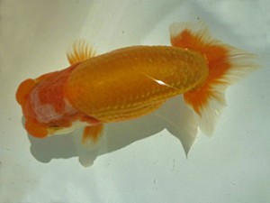 楽友らんちう会　二歳会　取締一　森山禎紀