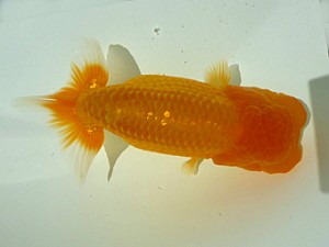 楽友らんちう会　二歳会　取締二　森山禎紀