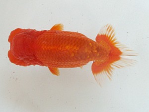 豊橋優遊会　二歳会　東大関　広田耕士　豊橋