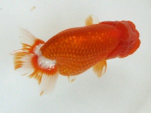 豊橋優遊会　二歳会　立行司　杉浦重夫　豊橋