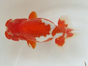 豊橋優遊会　二歳会　東取締　五十嵐敏浩　浜松