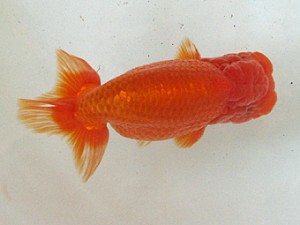 豊橋優遊会　二歳会　西取締　高林正治　幸田