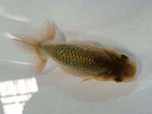 金魚文化連合会　当歳魚研究会　2席　有賀昌司
