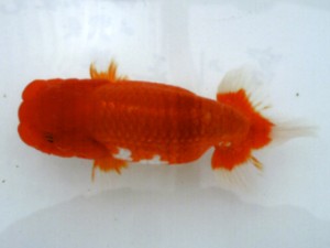 銚子愛魚会　二歳会　東大関　宮川正勝
